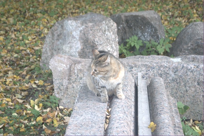 DSC_0116.jpg