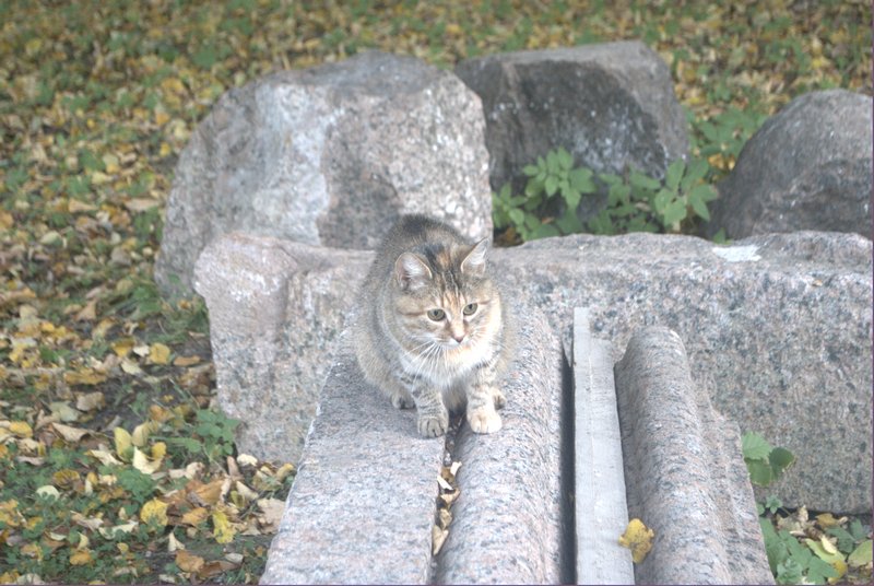 DSC_0117.jpg