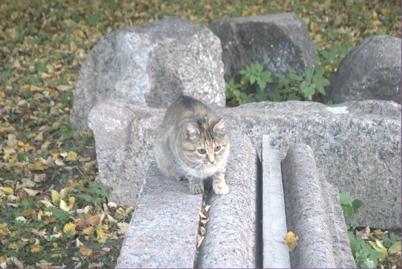 DSC_0118.jpg