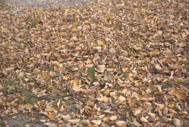 DSC_0086.jpg