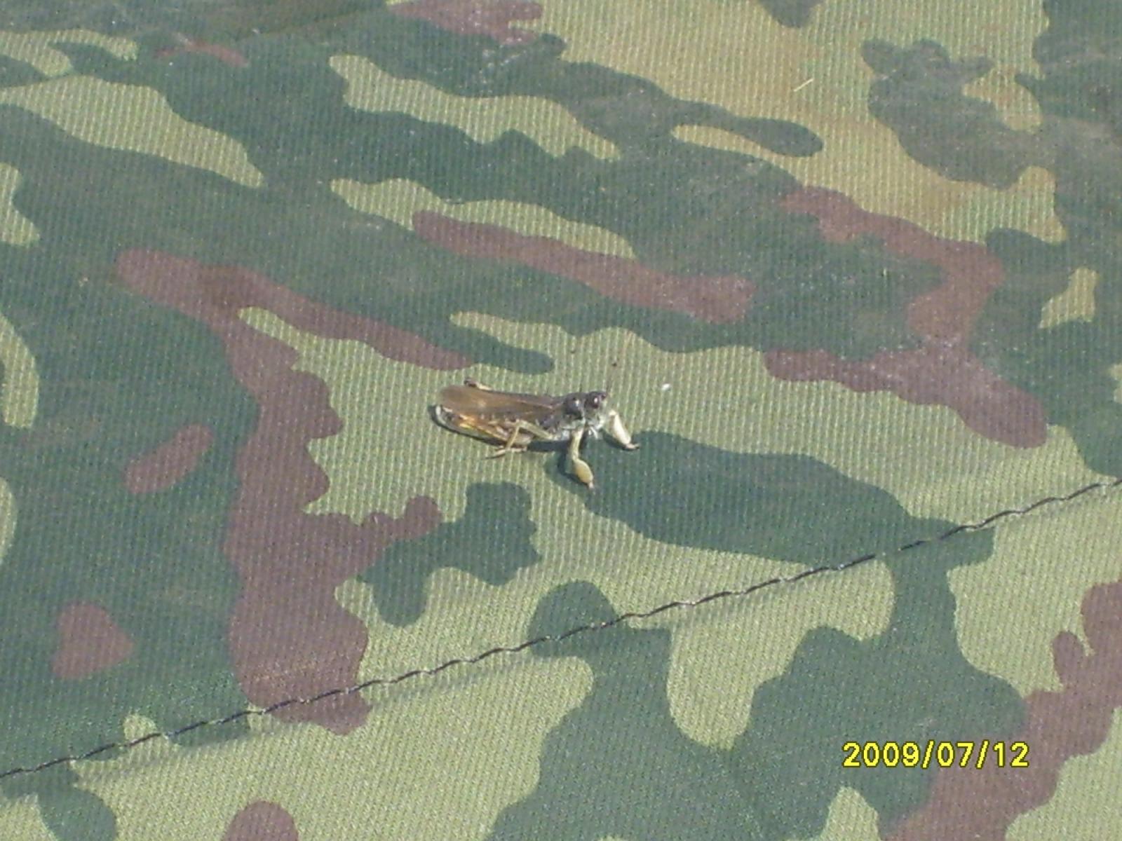 S7007305.jpg