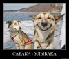 Сабака_улыбака_9.jpg
