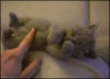 1304448840877.gif